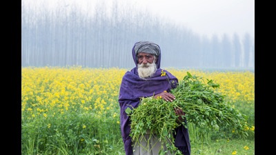 Mustard fields in Ludhiana, Punjab. (Shutterstock) Mustard fields in Ludhiana, Punjab. (Shutterstock)