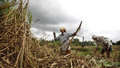 FILE- Indian farmers harvest sugarcane in their field near Mandya about 110 kilometers (69 miles) southwest of Bangalore, India, Monday, Aug. 6, 2012. India is restricting sugar exports to 10 million tons in the current season in 2022 to help maintain domestic availability and keep prices stable. India is the second-largest producer, after Brazil, and biggest consumer of sugar in the world, according to the All India Sugar Trade Association. It's the second-largest exporter of sugar. (AP Photo/Aijaz Rahi, File) (AP) FILE- Indian farmers harvest sugarcane in their field near Mandya about 110 kilometers (69 miles) southwest of Bangalore, India, Monday, Aug. 6, 2012. India is restricting sugar exports to 10 million tons in the current season in 2022 to help maintain domestic availability and keep prices stable. India is the second-largest producer, after Brazil, and biggest consumer of sugar in the world, according to the All India Sugar Trade Association. It's the second-largest exporter of sugar. (AP Photo/Aijaz Rahi, File) (AP)