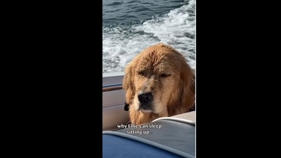 The golden retriever dog showcased her ‘superpower’ in the video. (elliegoldenlife/Instagram ) The golden retriever dog showcased her ‘superpower’ in the video. (elliegoldenlife/Instagram )