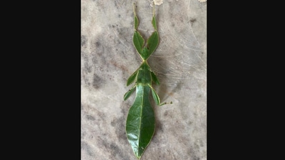 The image taken from a Twitter post shows an insect that looks like a leaf. (Twitter/@ParveenKaswan)