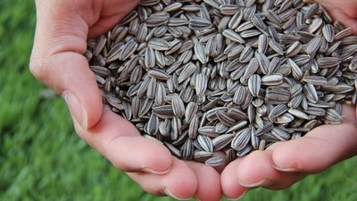 Sunflower seeds are packed in monosaturated fats, Vitamin E and protein. They also reduce C-reactive protein. They can be soaked overnight in water before eating or roasted sunflower seeds can be added to a dish of yoghurt or salad. (Pixabay) Sunflower seeds are packed in monosaturated fats, Vitamin E and protein. They also reduce C-reactive protein. They can be soaked overnight in water before eating or roasted sunflower seeds can be added to a dish of yoghurt or salad. (Pixabay)