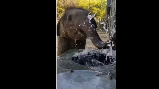 The baby elephant drank water like a child.&nbsp;(fortworthzoo/Instagram)