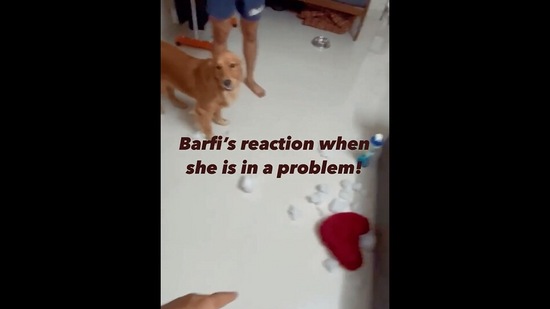The image, taken from the viral Instagram video, shows a golden retriever dog looking at its human. (Instagram/@thegolden.barfi)
