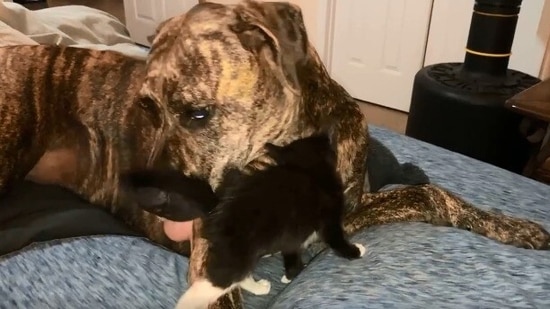 The doggo and the kitten being friends in the Reddit video.&nbsp;(Reddit/@DixieWreckedJedi)