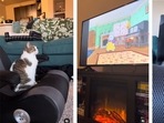 The images are taken from the viral video posted on Instagram. (Instagram/@ellawatchestv) The images are taken from the viral video posted on Instagram. (Instagram/@ellawatchestv)