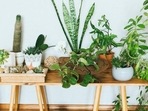 Low-maintenance house plants help improve indoor air quality. (Sanchita Kalra) Low-maintenance house plants help improve indoor air quality. (Sanchita Kalra)