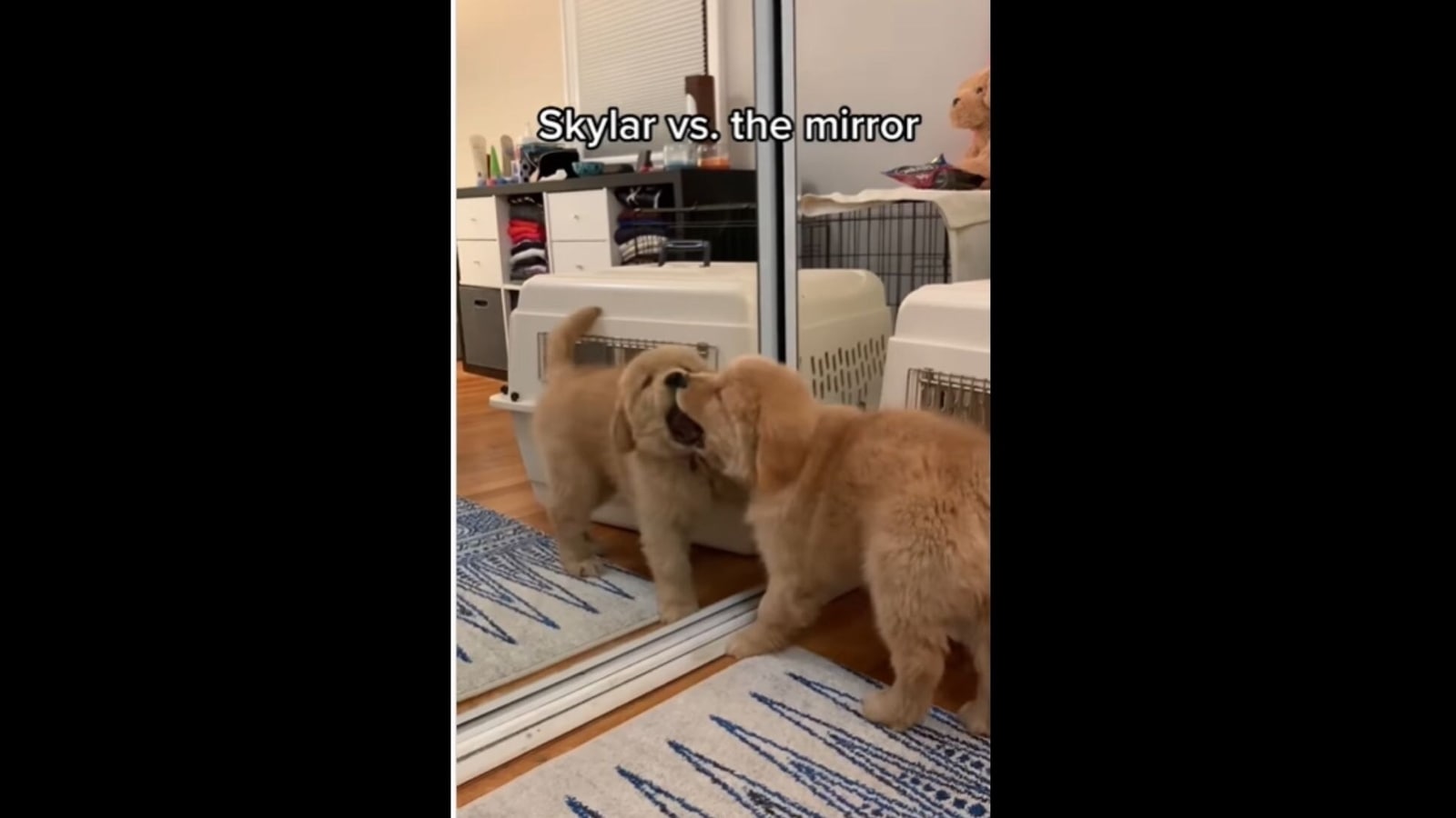 Testing Dog Reaction to Mirror - Funny Dog Mirror Reaction Compilation 