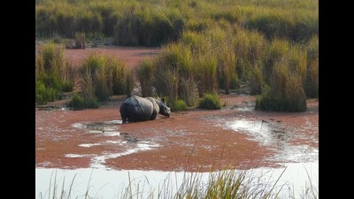 A rhino wallowing in a waterbody in Dudhwa National Park (file)
