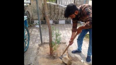 Tiles being removed around trees in Ludhiana on Friday by the MC team. (HT PHOTO)