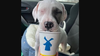The image shows a dog named Frank eating a pup cup. (Twitter/@dog_rates)