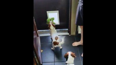 The image is taken from the viral Reddit video that shows a dog with its toy that lets another pooch pass first. (Reddit/@ForPoseidonsSake)