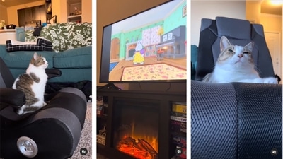The images are taken from the viral video posted on Instagram. (Instagram/@ellawatchestv) The images are taken from the viral video posted on Instagram. (Instagram/@ellawatchestv)