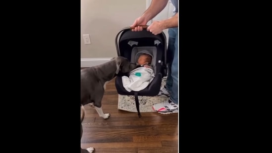 The pit bull dog met its human's baby for the first time. (rescuecity/Instagram) The pit bull dog met its human's baby for the first time. (rescuecity/Instagram)