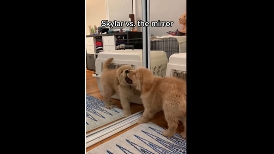 Fluffy Golden Retriever puppy wages a war against the mirror. Watch what it  does