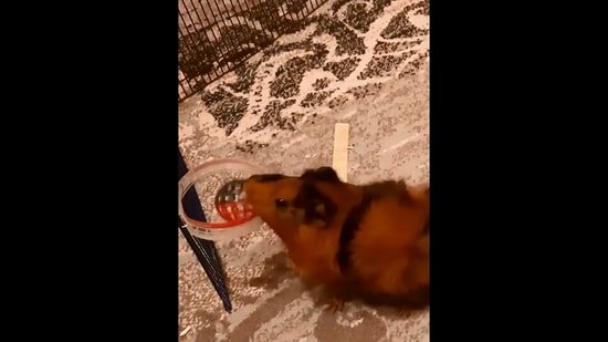The image, taken from the Instagram video, shows the guinea pig creating a world record.(Instagram/@guinnessworldrecords)