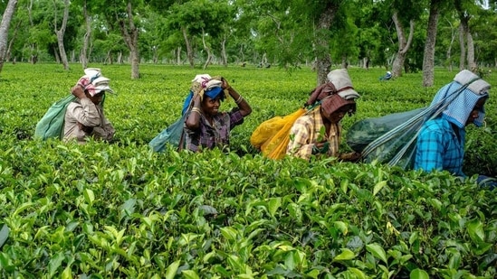 Representative image - Workers carry bags of tea leaves at the Korangani Tea Estate in the Dibrugarh district of Assam, India.(Bloomberg file photo)