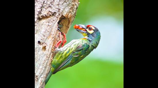 The coppersmith barbet (Shutterstock)
