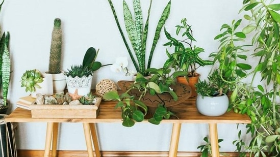 Low-maintenance house plants help improve indoor air quality.&nbsp;(Sanchita Kalra)