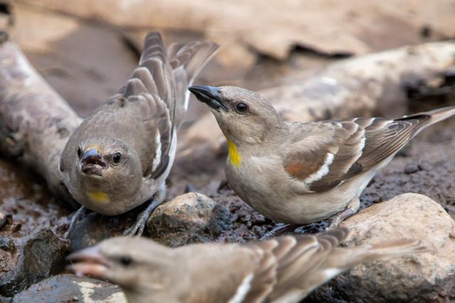 The chestnut-shouldered petronia (Shutterstock) The chestnut-shouldered petronia (Shutterstock)