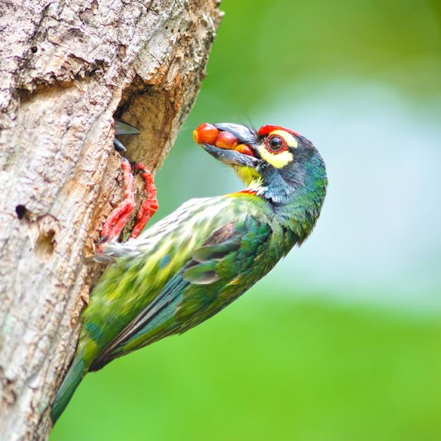 The coppersmith barbet (Shutterstock) The coppersmith barbet (Shutterstock)
