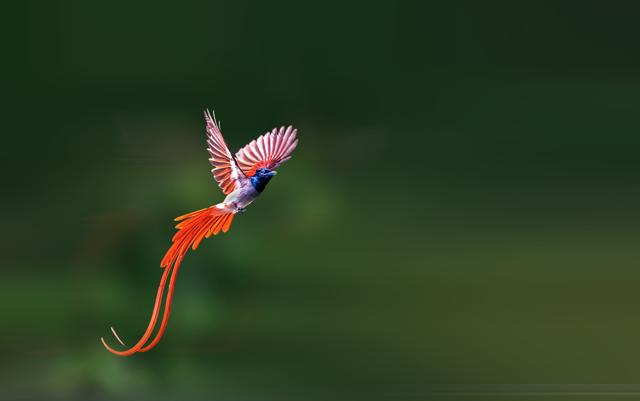 The paradise flycatcher (Shutterstock) The paradise flycatcher (Shutterstock)