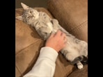Butter the cat gets some belly rubs in this Reddit video.(Reddit/@Suebeadsncooks-) Butter the cat gets some belly rubs in this Reddit video.(Reddit/@Suebeadsncooks-)