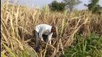 In March, the hottest summer in 122 years in states such as Punjab trimmed wheat output by an estimated 4.7% to 106 million tonne, prompting India to ban exports last month. (HT FILE PHOTO.) In March, the hottest summer in 122 years in states such as Punjab trimmed wheat output by an estimated 4.7% to 106 million tonne, prompting India to ban exports last month. (HT FILE PHOTO.)