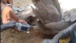 Residents of a Barmer village told the police and BSF about their catch after they spotted a tracking device attached to the crane’s legs. (Photo courtesy: BSF) Residents of a Barmer village told the police and BSF about their catch after they spotted a tracking device attached to the crane’s legs. (Photo courtesy: BSF)