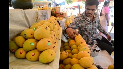 To bring down the logistics cost by up to 10 per cent and capture the overseas market, Indian mangoes will now be exported to the United States by sea route. (HT FILE PHOTO) To bring down the logistics cost by up to 10 per cent and capture the overseas market, Indian mangoes will now be exported to the United States by sea route. (HT FILE PHOTO)