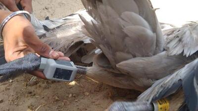 Residents of a Barmer village told the police and BSF about their catch after they spotted a tracking device attached to the crane’s legs. (Photo courtesy: BSF) Residents of a Barmer village told the police and BSF about their catch after they spotted a tracking device attached to the crane’s legs. (Photo courtesy: BSF)