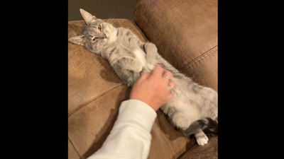Butter the cat gets some belly rubs in this Reddit video. (Reddit/@Suebeadsncooks-)