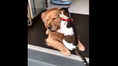 The image, taken from the viral video, shows the dog and cat hugging each other. (Reddit/@Swerwin)