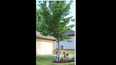 The woman planted a tree in memory of her father. (minnmomlife/Instagram) The woman planted a tree in memory of her father. (minnmomlife/Instagram)