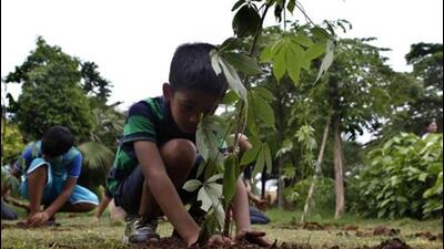 Assistant superintendent of the garden department, Guruswami Tummale said, “The Van Festival is meant to encourage citizens to plant trees.” (REPRESENTATIVE PHOTO)