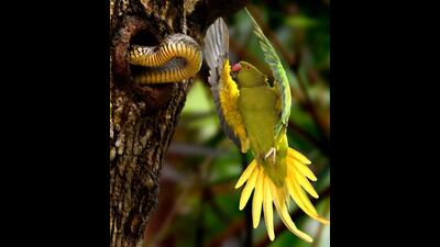 Female parakeet battles snake at her nest entrance, AJC Gardens, Kolkata. (PHOTO: SANDIP MANDAL)