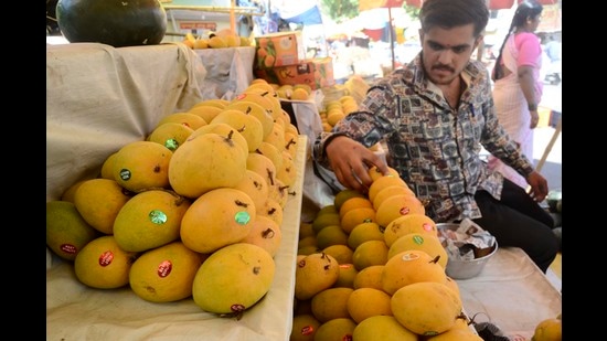 To bring down the logistics cost by up to 10 per cent and capture the overseas market, Indian mangoes will now be exported to the United States by sea route. (HT FILE PHOTO)