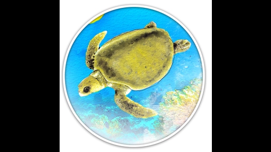 Temperatures affect sex determination in Olive Ridley turtles. A rise in temperatures can kill eggs before they hatch. In India, researchers have been monitoring hatchling sex ratios along Odisha’s coast since 2008. They predict a significant increase in the number of females. (HT Illustration: Malay Karmakar)