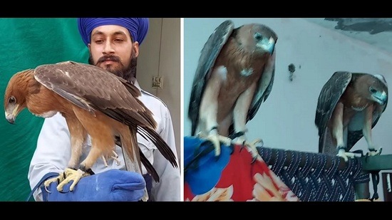 Bonelli’s eagles in illegal captivity of Hari Singh, V. Mangwal, Sangrur. (PHOTOS: VIDEO GRABS / ‘MALWA BELT’ PAGE ON FACEBOOK)