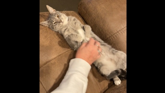 Butter the cat gets some belly rubs in this Reddit video.(Reddit/@Suebeadsncooks-)