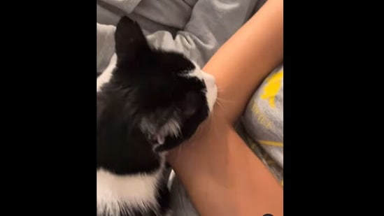 Nugget the cat sleeping on its mom’s arm before one sees how it shows its love for its father. (Instagram/@toothless.nugget)