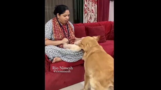 Cute Golden Retriever Dog Gets Jealous