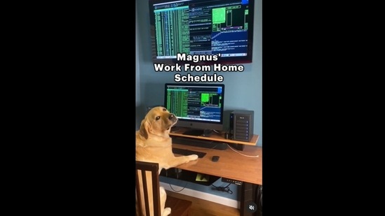 A screengrab of the video of a dog who has a ‘work from home’ schedule.(magnusthetherapydog/Instagram)
