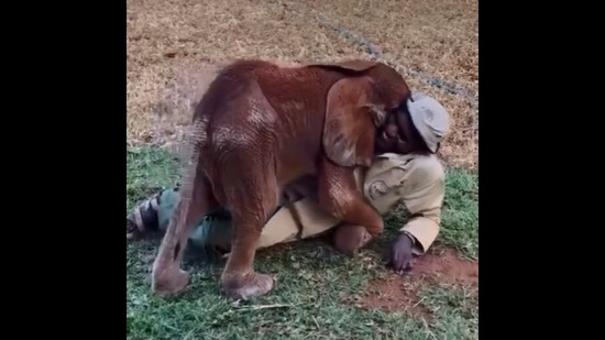 The image, taken from the viral Instagram video, shows the baby elephant hugging its keeper. (Instagram/@sheldricktrust)