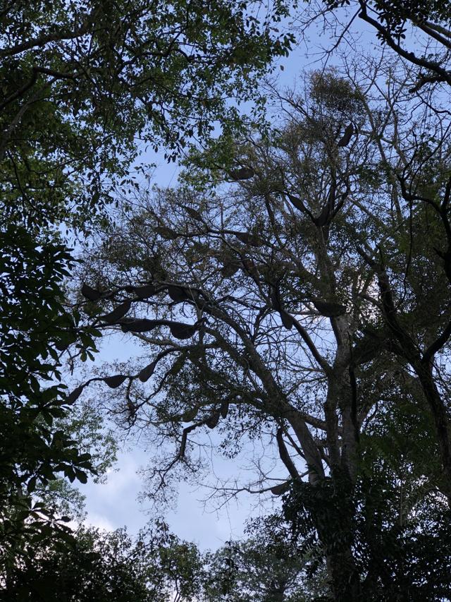In natural landscapes, colonies make their hives on the many branches of the same tree. Similarly, in urban settings, several hives tend to be found on the balconies of a single building. In natural landscapes, colonies make their hives on the many branches of the same tree. Similarly, in urban settings, several hives tend to be found on the balconies of a single building.
