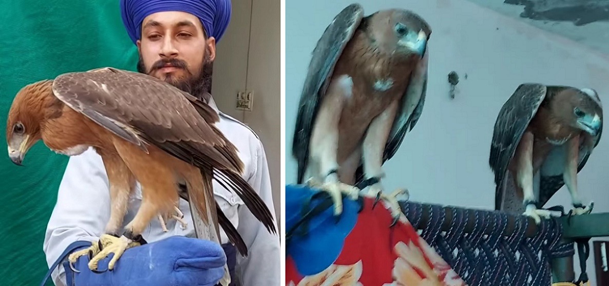 Bonelli’s eagles in illegal captivity of Hari Singh, V. Mangwal, Sangrur. (PHOTOS: VIDEO GRABS / ‘MALWA BELT’ PAGE ON FACEBOOK)