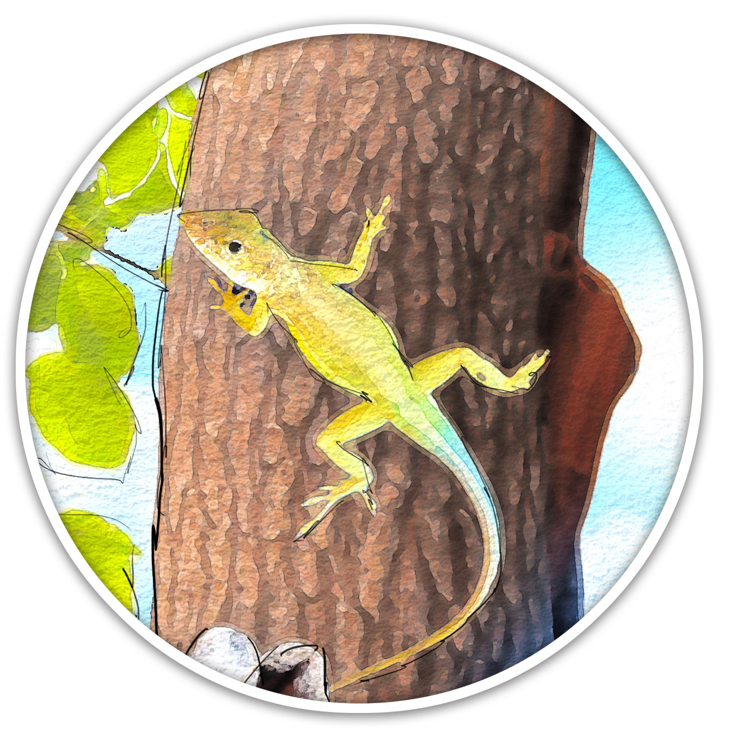 Anes that survived hurricanes Maria and Irma in 2017 had longer forelegs and larger toepads than anoles measured just six weeks before the two storms hit. (Malay Karmakar/ Hindustan Times)