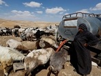 The Palestinian ministry has officially confirmed around 2,000 animal deaths as a result of the FMD strain this year.