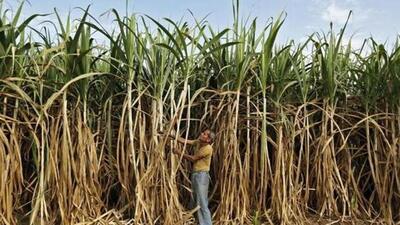 Sugarcane and vegetable growers in Haryana are demanding power supply to agriculture feeders be increased immediately. (HT File Photo) Sugarcane and vegetable growers in Haryana are demanding power supply to agriculture feeders be increased immediately. (HT File Photo)