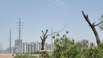 The chopped neem trees on Noida-G Noida link road on Sunday. (Sourced)