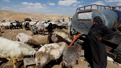 The Palestinian ministry has officially confirmed around 2,000 animal deaths as a result of the FMD strain this year. (REUTERS)